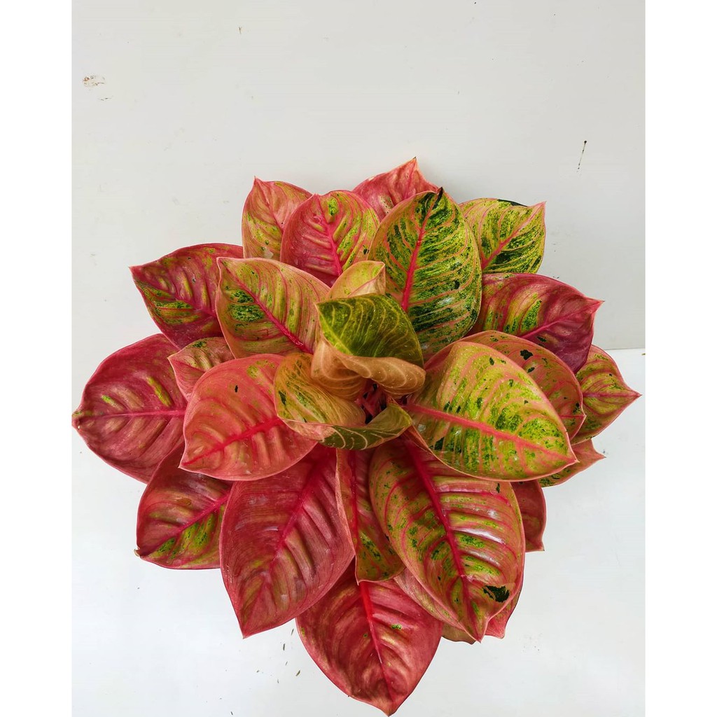 Syila Aglonema Romantic Love - Baby Colection