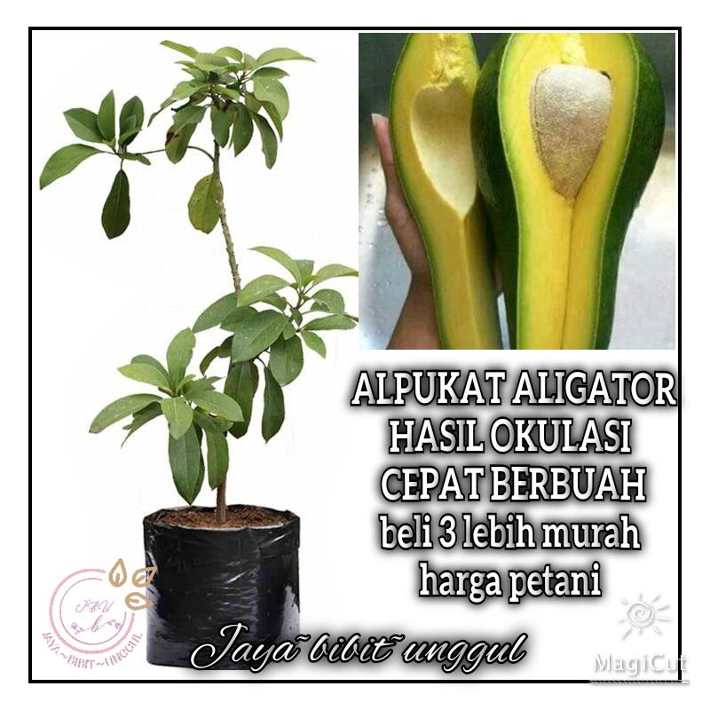 Bibit alpukat Aligator super