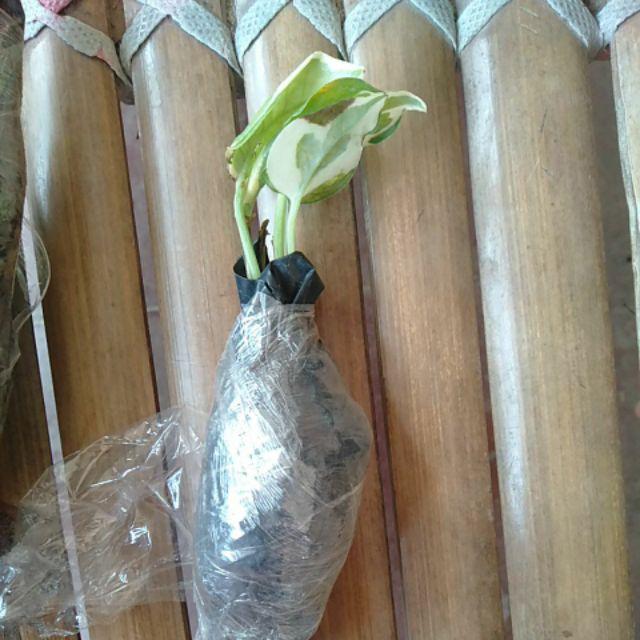Tanaman Hias Krokot Putih - Kerokot Variegata