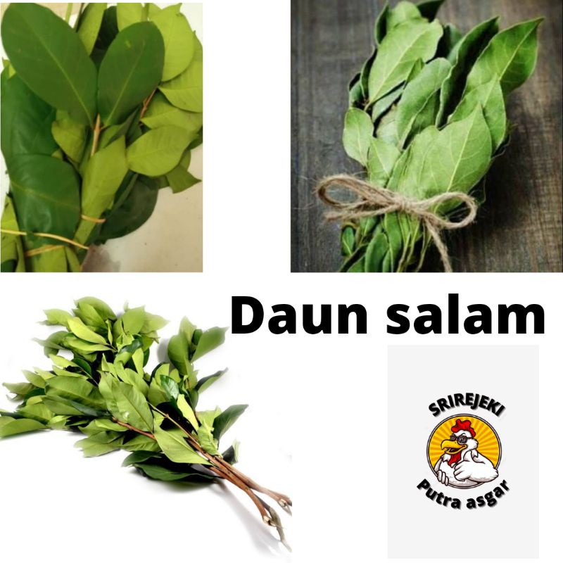 

daun salam 10gr/satu ikat