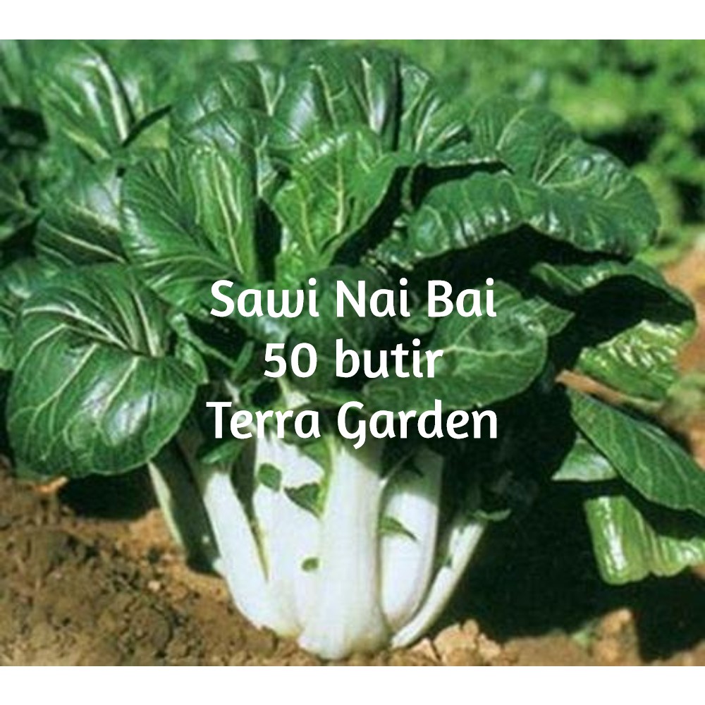 Bibit Benih Biji Pakchoy Pakchoi Green White Sawi Daging Bok choy Bokchoi Pokcoy Pokcay-Sawi Nai Bai 50 btr