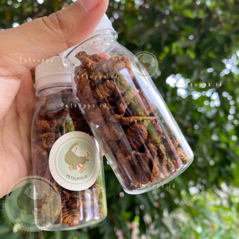 Dried silkworm pupae in bottle 60ml | ulat sutra kering | makanan cemilan snacks hamster sugar glider landak mini ikan koi burung.