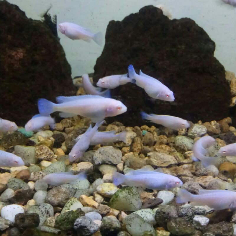 AKSESORIS AGUARIUM SNOW WHITE CICHLID