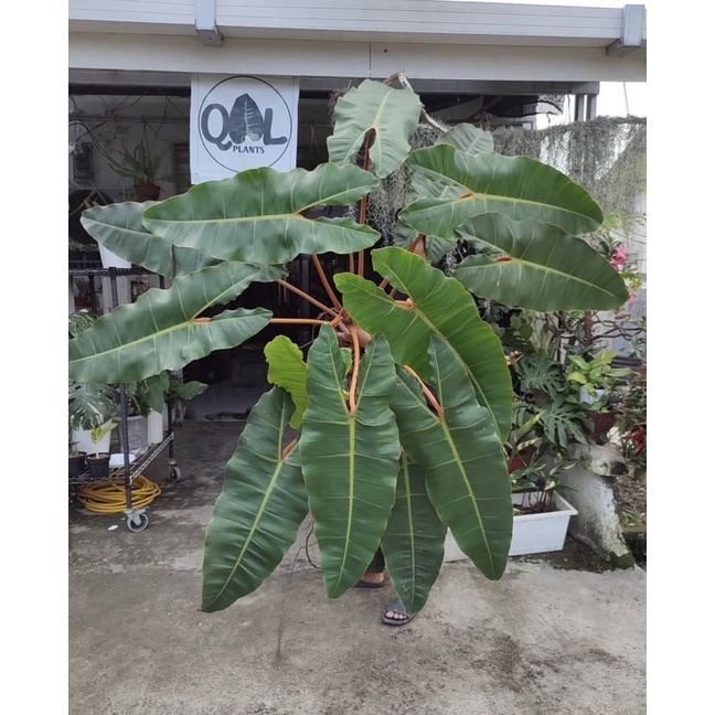 philodendron kabel busi