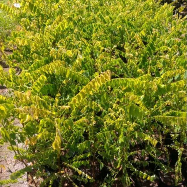 

Bibit blimbing wuluh 5 bibit terlaris