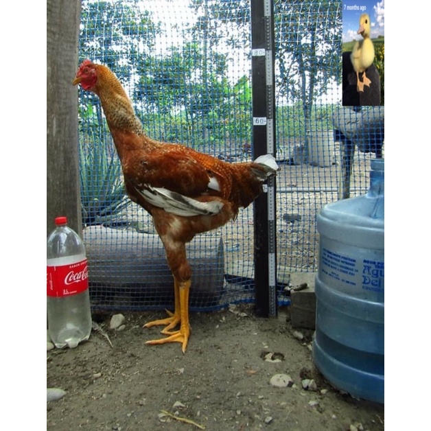 

TELUR FERTIL AYAM HIAS PEDAGING KINGGOR UNTUK DI TETASKAN