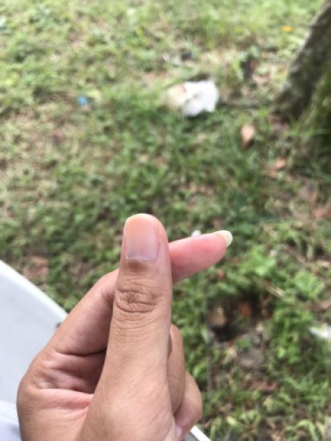 Bswart Hrb026 Kenongo Hem Pendek Padi Pekalongan M L Xl Batik Pria Murah Modern