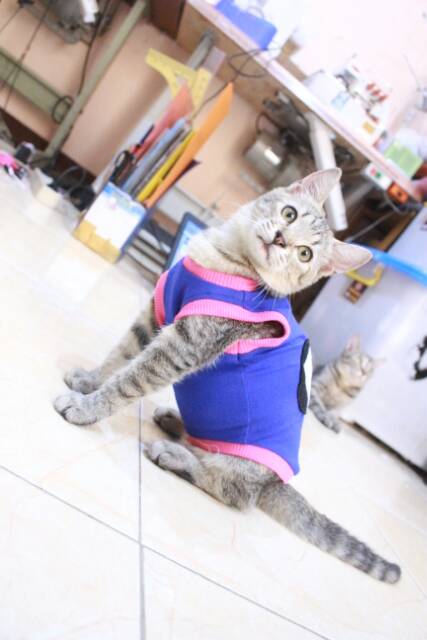 Kaos biru motif ikan lucu untuk kucing dan anjing size S M L XL