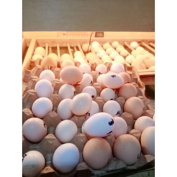 Telur Ayam Brahma Gold Laced