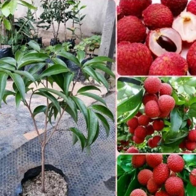 Bibit tanaman Leci kom - pohon leci kom bonus bibit jeruk purut