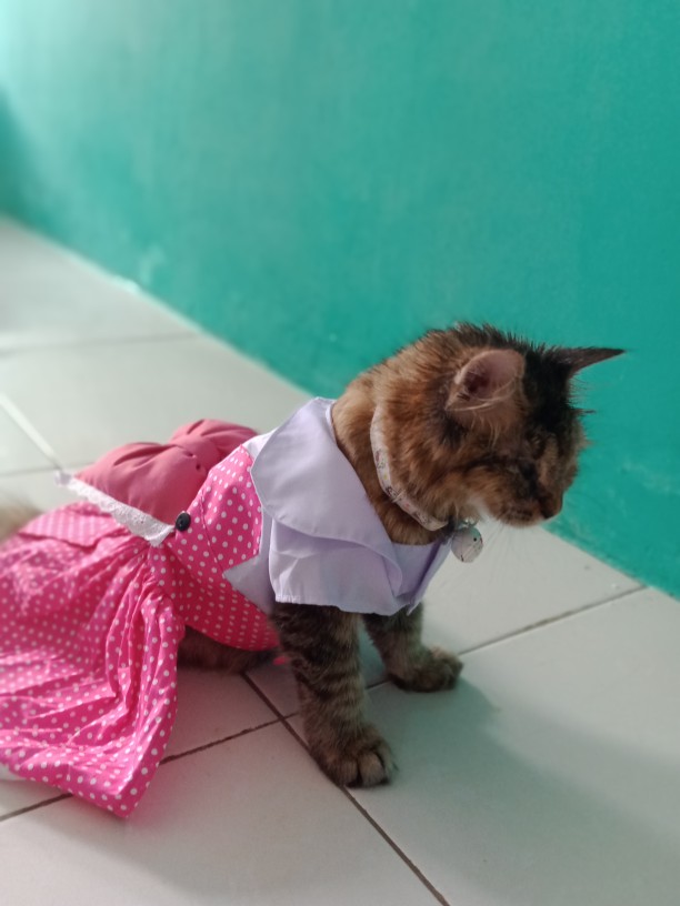 Jual Baju Anjing Kucing Tipe Kitty Baby Pink Polkadot Shopee Indonesia