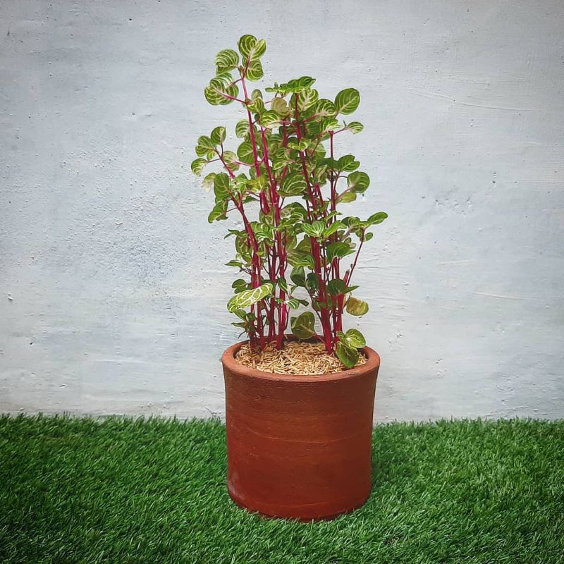 Tanaman Hias Krokot Batang Merah, Krokot Batang Merah, Bayam Batang Merah