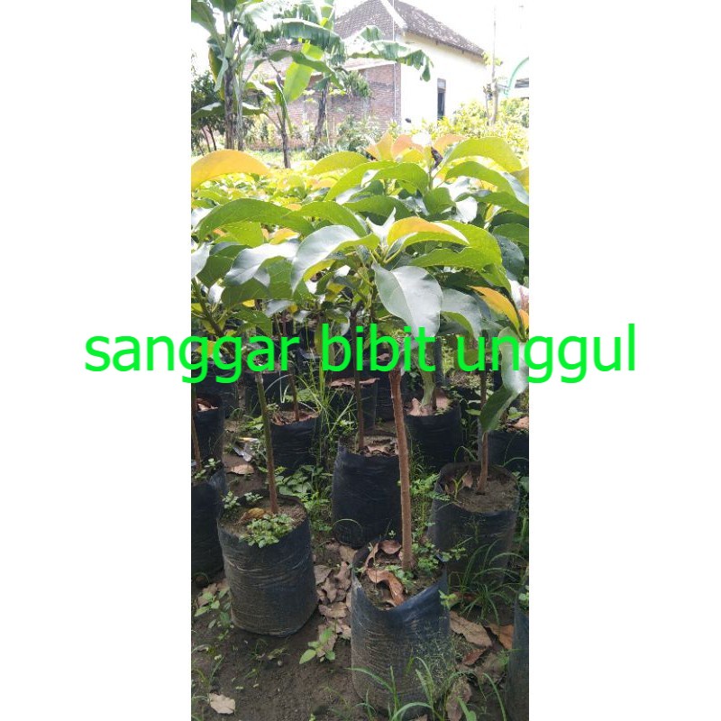 

apukat Markus tinggi 1 meter up terlaris
