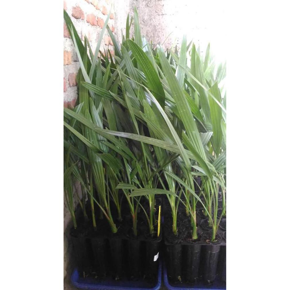 BIBIT KURMA TC / KULTUR JARINGAN ASAL DPD INGGRIS VAR BARHEE BETINA REB0N MDH