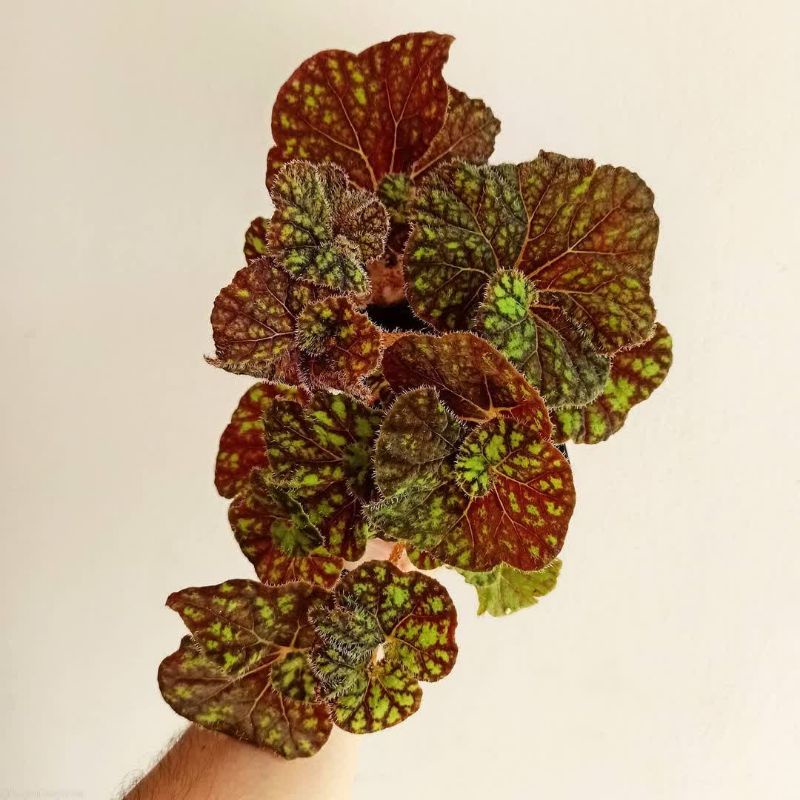 Tanaman hias begonia keong brown / keong madu / begonia cowardly lion