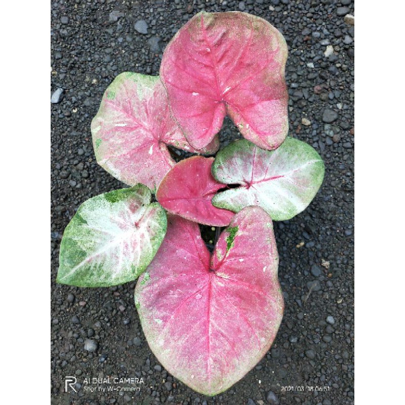 keladi/caladium hybrid thailand impor Cherry Blossom