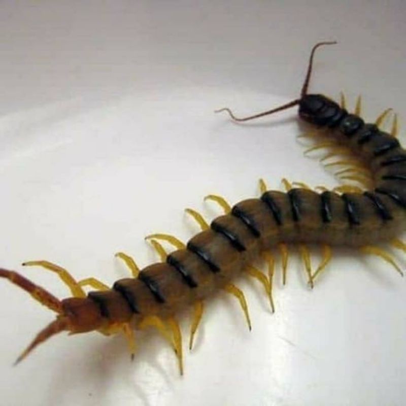 kelabang tanah pakan beby arwana