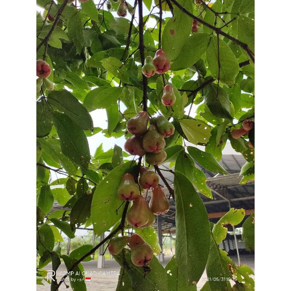 Cangkokan jambu citra (bibit pohon jambu citra)