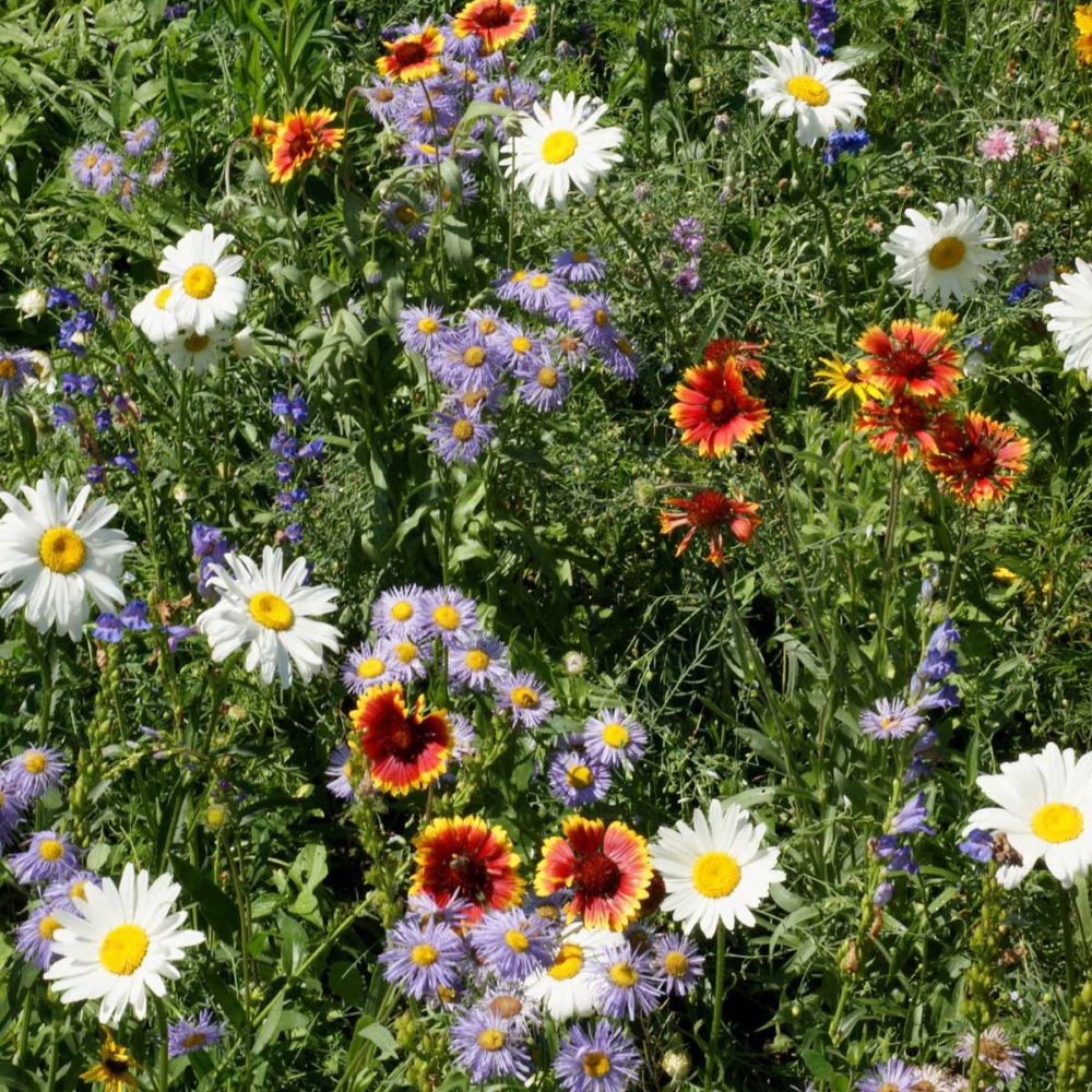PlantaSeed - 200 Seeds - 18 Jenis Rocky Mountain Wildflower - PAS0230