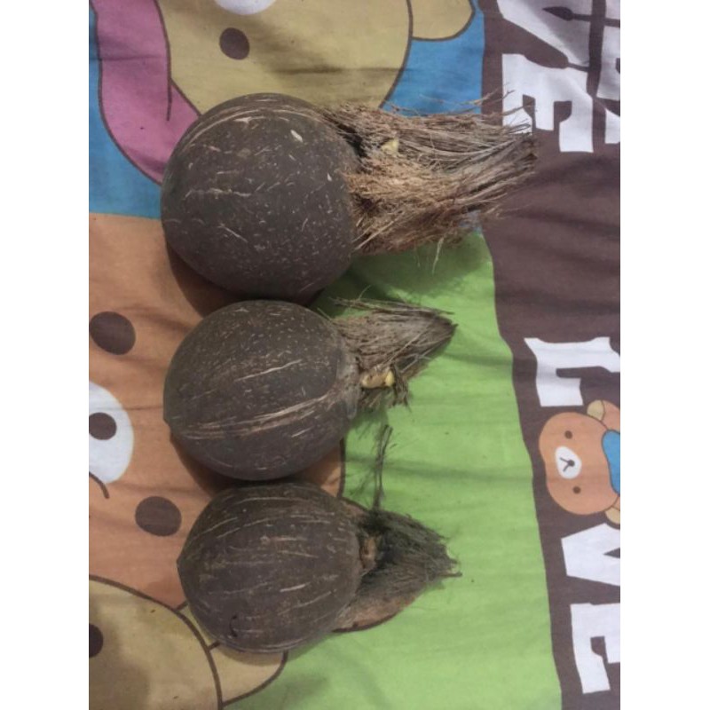 Bonsai Kelapa Gading Program Tunas