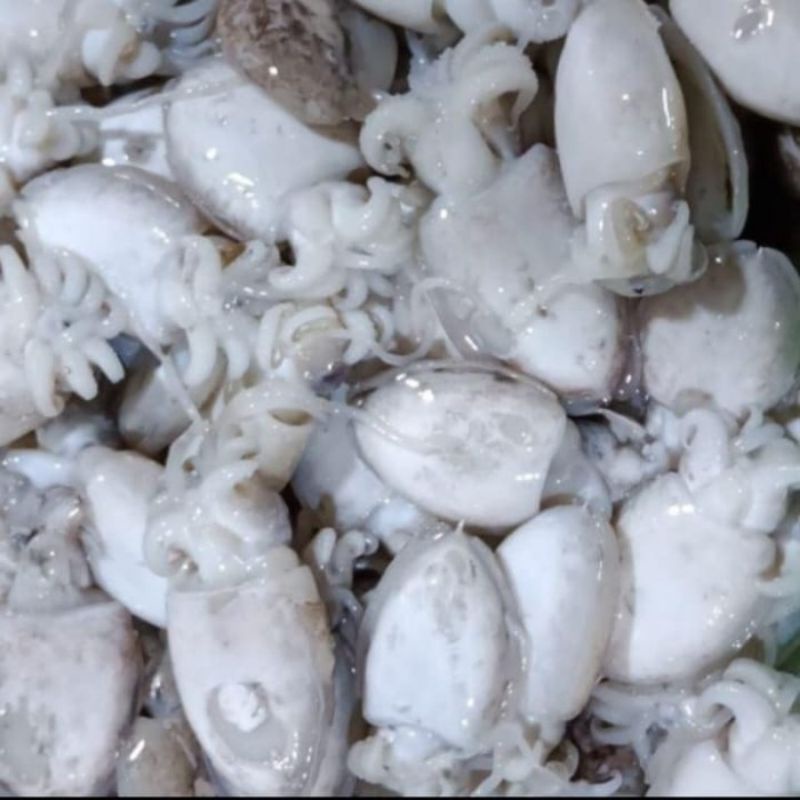 

Ikan Cumi Sotong Balakutak 500 gram SAYUR GEDEBAGE PRAKTIS BANDUNG