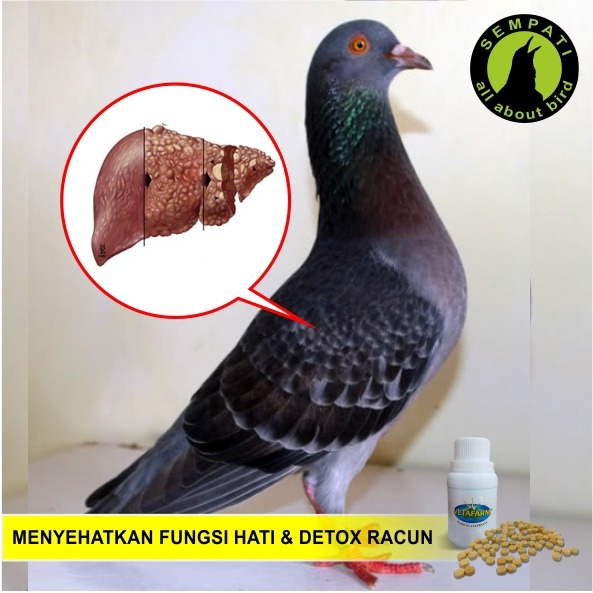 Harga Obat Merpati Terbaik Peliharaan Perawatan Hewan Hobi Koleksi Mei 2021 Shopee Indonesia