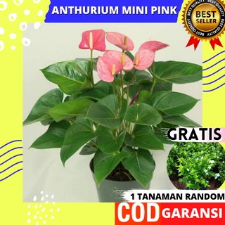 Tanaman Hias Bibit Bunga Anthurium Mini Shopee Indonesia