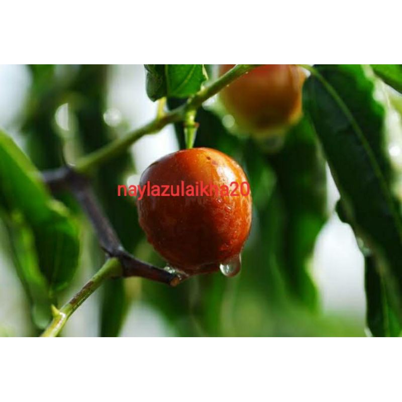 bibit unggul buah bidara