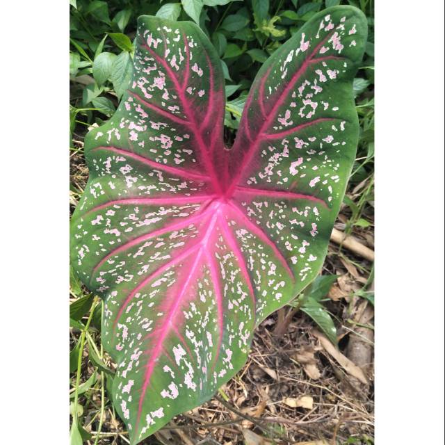 Tanaman Keladi Bi Colour Shopee Indonesia