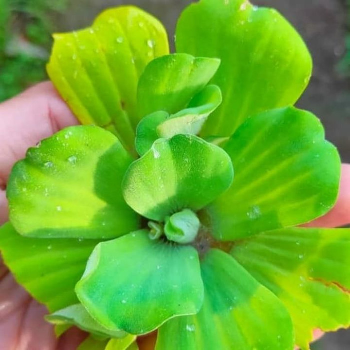 tanaman hias air apu apu/ tanaman air apu apu