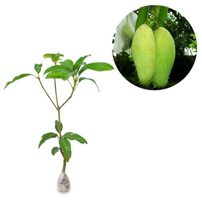 Bibit Buah Mangga Golek India