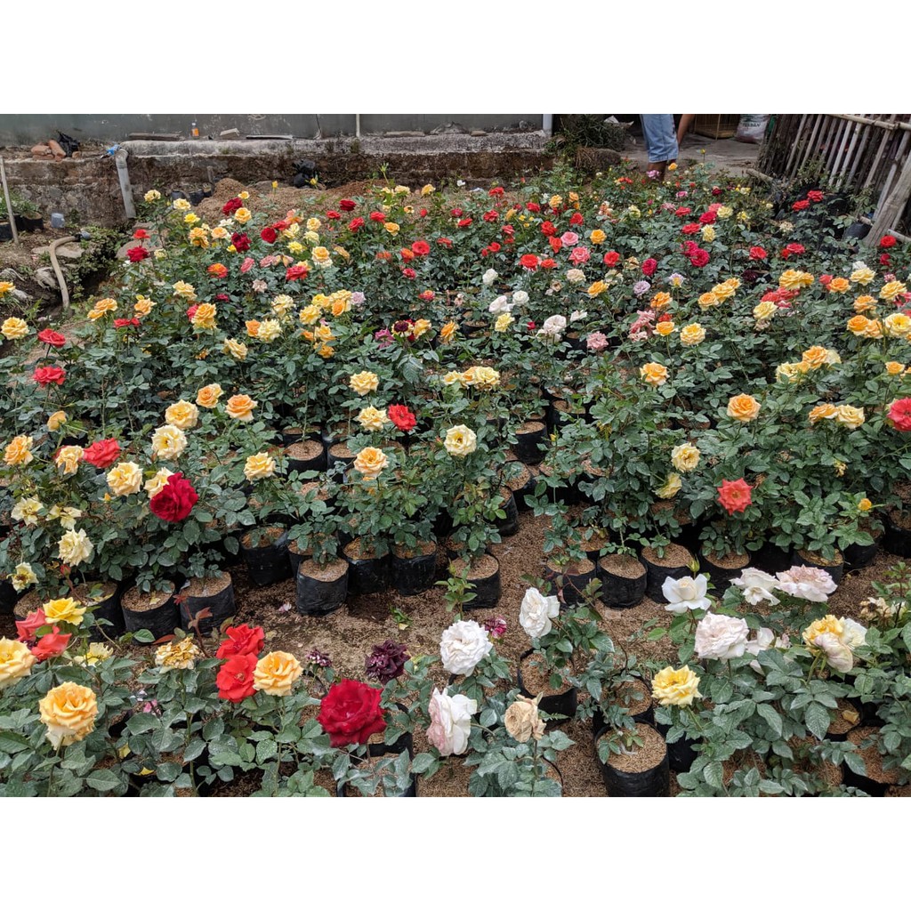Tanaman Bunga Mawar (rosa sp) Hidup Berlabel &amp; Bergaransi (Bunga Besar Wangi) - BAKUL KEMBANG