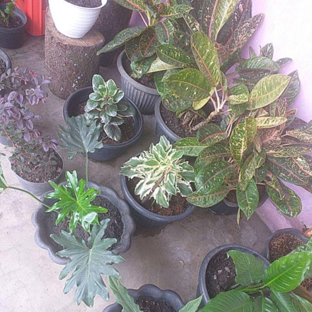 Pot Bulat Bola Pot Bunga Plastik Pot Telur Pxlxt (8x8x7)