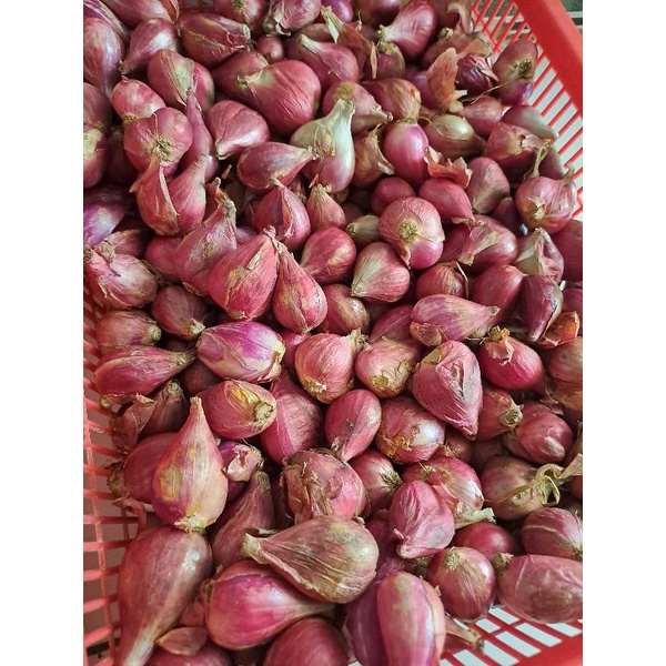 

Bawang Merab Brebes