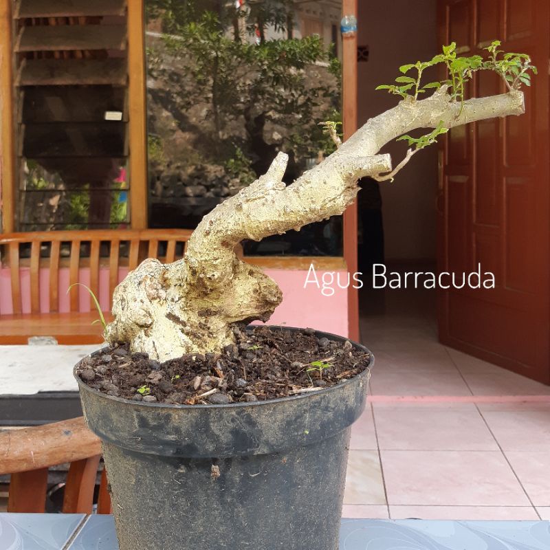 Bahan bonsai serut (Berkarakter)