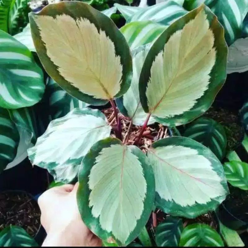 Tanaman hias calathea drag star - calatea - ABR