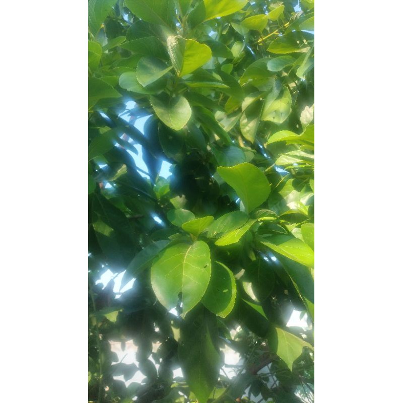 

daun alpokat