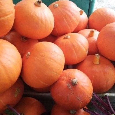 

labu madu(kabocha)