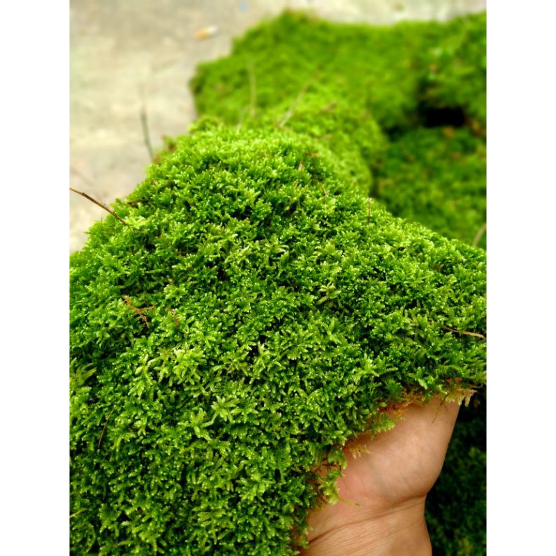 Lumut hutan borneo / lumut hidup / moss sphagnum per 1/2kg