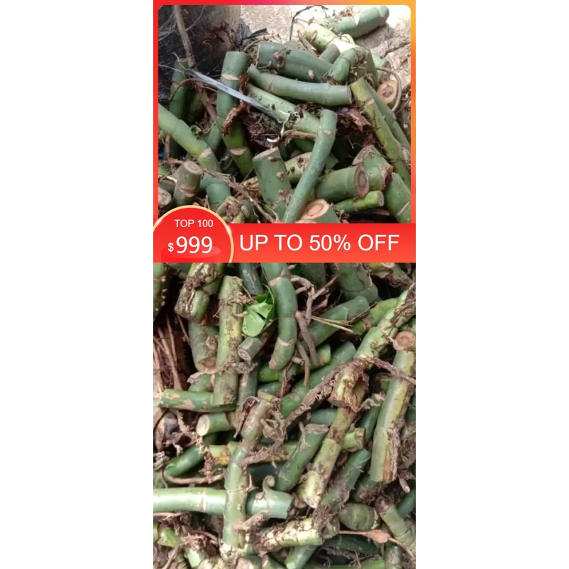 Bibit raphidopora /raphidopora  monstera