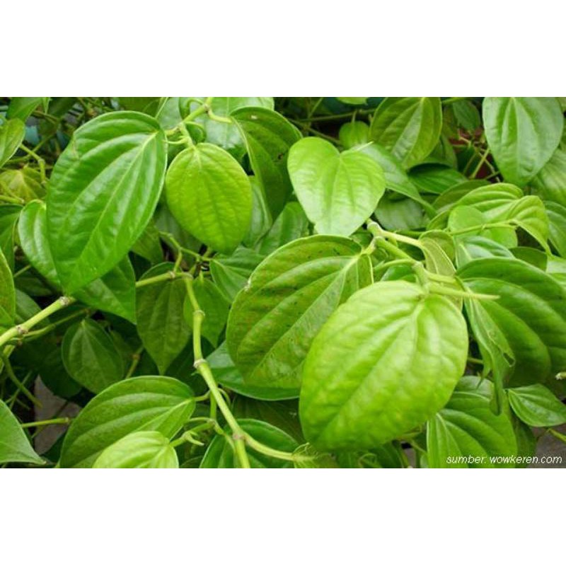 

DAU SIRIH (Piper betle L.)