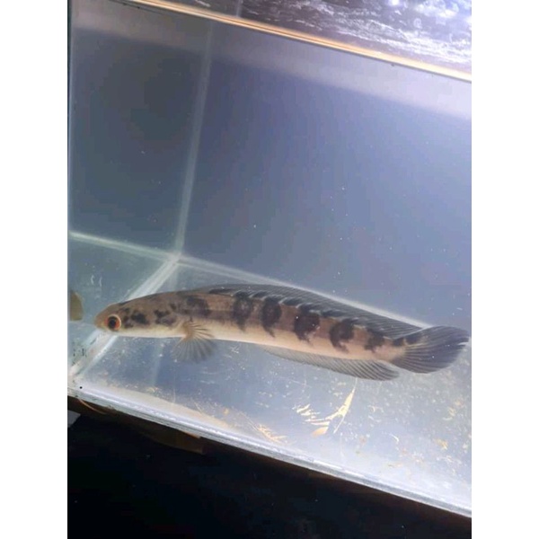 chana maru ukuran 15-17 cm