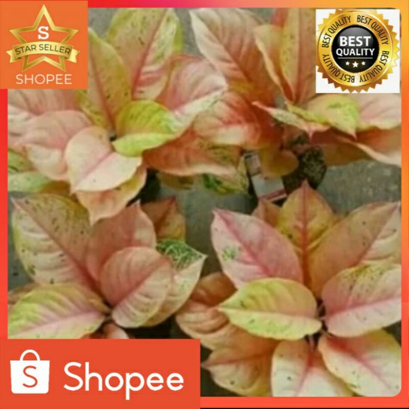 Tanaman hias aglonema big roy-aglaonema big roy-aglonema big roy-pohon aglonema big roy-big roy