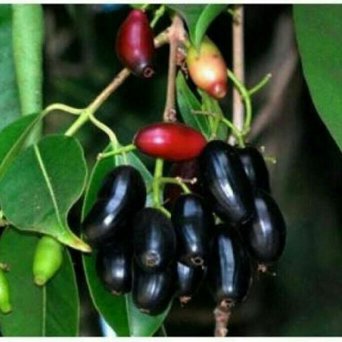Asli Bibit Buah Juwet Atau Jamblang Hitam