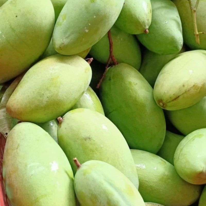 

Mangga Chang Mai/Lokmai Muda Belah Biji Kriuk Segar / 1Kg