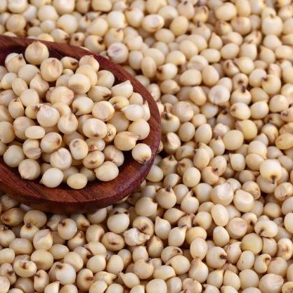 Mokilo43 Beras Sorgum Putih Organik Kemasan 1 Kg/Biji Sorgum Putih Organik Kemasan 1 Kg/Benih Sorgum