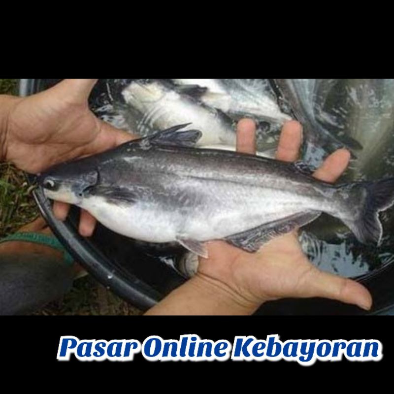 

Ikan Patin Segar - 1Kg ( JABODETABEK )