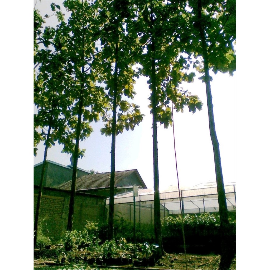 10 Benih Biji Pohon Jati lurus -Solomon- Super Unggul