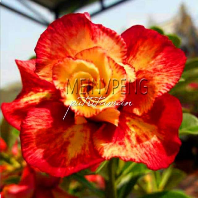 

Bibit bunga kamboja jepang/adenium meinvpeng