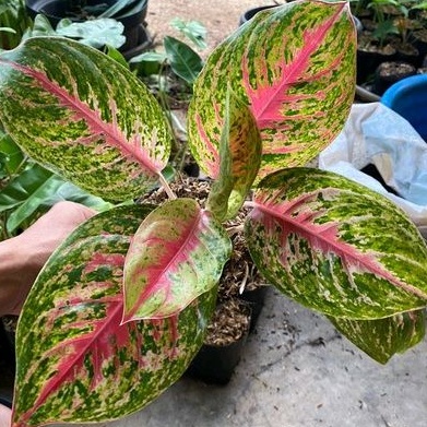 AGLONEMA BIG PAPA AGLAONEMA BIG PAPA